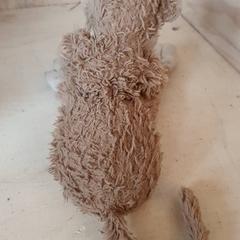 Kosete leke Bruin, som rapportert av DierenPark Amersfoort ved bruk av iLost