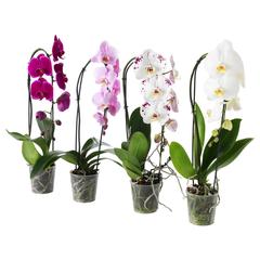 Producto IKEA PHALAENOPSIS, ha sido reportado por IKEA A Coruña con iLost