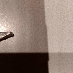 팔찌, iLost를 사용하여 De Efteling에 보고됨