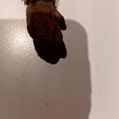 Knuffel がiLostで De Efteling によって報告されました