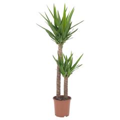 Producto IKEA YUCCA ELEPHANTIPES, ha sido reportado por IKEA Sevilla con iLost