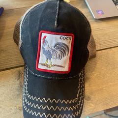 Pet  cock met haan, jak nahlášeno Gemeente Meierijstad pomocí iLost