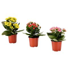 IKEA product 7.18 마감후/생화라서 리커버리에 인계함, as reported by IKEA 광명점 using iLost