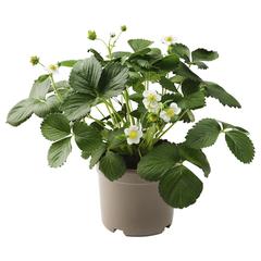 منتج ايكيا، كما تم الإبلاغ عنه بواسطة IKEA Alfragide عبر iLost