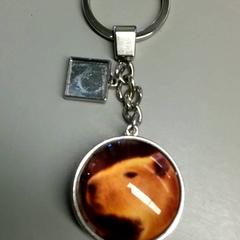 Sleutelhanger Capibara, segundo informou Burgers' Zoo usando iLost