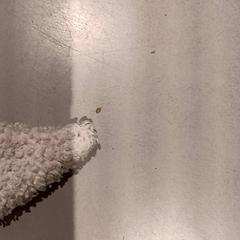 Knuffel, ha sido reportado por De Efteling con iLost