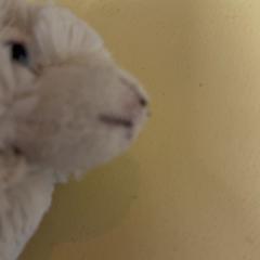 Peluche, como reportado por De Tovertuin utilizando o iLost