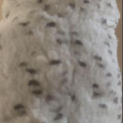 Plüss PELUCHE, amint azt IKEA Valladolid az iLost segítségével jelentette.