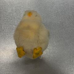 Peluche, ha sido reportado por IKEA Tokyo-Bay con iLost