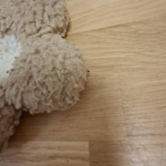 Peluche Bruin beige, come riportato da De Tovertuin utilizzando iLost