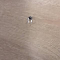 Zilverkleurige ring ziveren, amint azt LUMC az iLost segítségével jelentette.