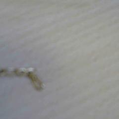 Braccialetto, come riportato da Walibi Holland utilizzando iLost