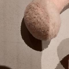 Peluche, come riportato da De Efteling utilizzando iLost