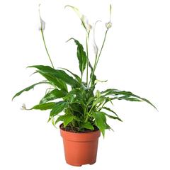 Producto IKEA SPATHIPHYLLUM, ha sido reportado por IKEA Málaga con iLost