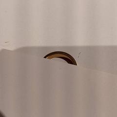 Ringa, rapporterat av De Efteling med iLost