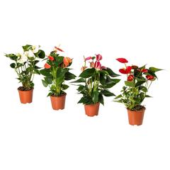 Producto IKEA ANTHURIUM, ha sido reportado por IKEA Asturias con iLost