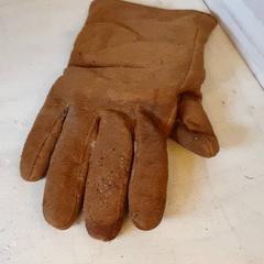 Handske Bruin, rapporterat av DierenPark Amersfoort med iLost