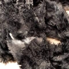 Sjal Zwart, rapporterat av Qbuzz Fryslân med iLost