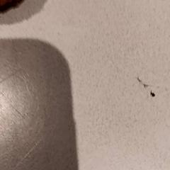 Przytulanka, zgłoszono przez De Efteling przy użyciu iLost