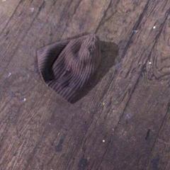 비니 Bruin, iLost를 사용하여 De Heeren van Aemstel에 보고됨