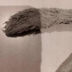 Peluche, como reportado por De Efteling utilizando o iLost