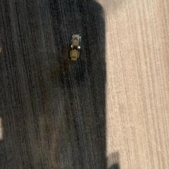 Ring, as reported by Van der Valk Hotel Haarlem using iLost