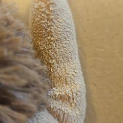 Peluix, segons ha informat Avonturenboerderij Molenwaard mitjançant iLost