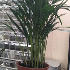 الأثاث (الفئة) Koopjeshoek artikel، كما تم الإبلاغ عنه بواسطة IKEA Gent عبر iLost