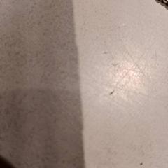 Pulseira, como reportado por De Efteling utilizando o iLost