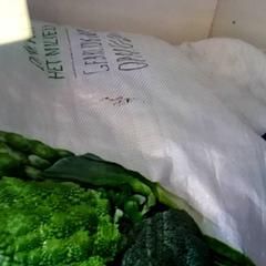 Plastpose Lidl., som rapportert av Arriva Friesland / Groningen ved bruk av iLost