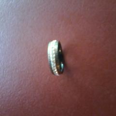 Ring, ako bolo nahlásené Apenheul pomocou iLost