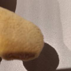 Knuffel, as reported by De Efteling using iLost