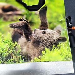 Étui, a été signalé par IKEA Haparanda utilisant iLost