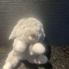 Tenero coniglio grijs, come riportato da Van der Valk Hotel Wolvega Heerenveen utilizzando iLost