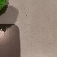 Przytulanka, zgłoszono przez De Efteling przy użyciu iLost