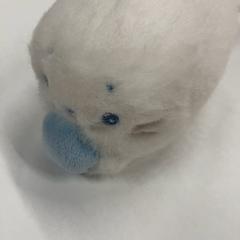 ぬいぐるみ がiLostで IKEA横浜 によって報告されました