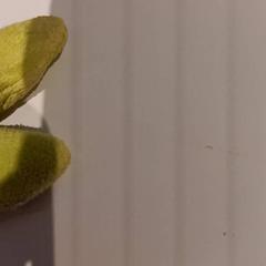 꼭 껴안고 싶은 장난감, iLost를 사용하여 De Efteling에 보고됨