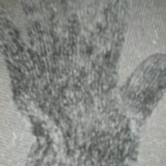 Handske, rapporterat av TivoliVredenburg med iLost