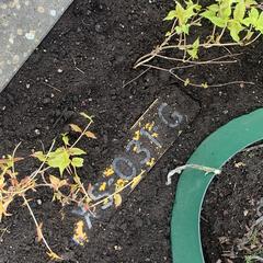 Kentekenplaat XS-031-G がiLostに報告されました