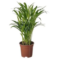 Producto IKEA DYPSIS LUTESCENS, ha sido reportado por IKEA Zaragoza con iLost