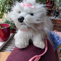 Knuffelhond, jak bylo nahlášeno na iLost