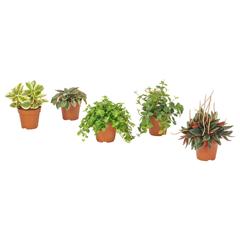 Producto IKEA PEPEROMIA, ha sido reportado por IKEA Hospitalet con iLost