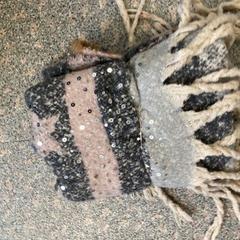 Scialle, come riportato da Regio Oost-Vlaanderen utilizzando iLost