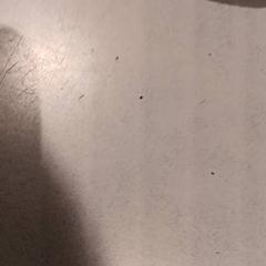 Przytulanka, zgłoszono przez De Efteling przy użyciu iLost