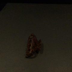 مشبك الشعر، كما تم الإبلاغ عنه بواسطة Van der Valk Hotel Amsterdam Zuidas عبر iLost