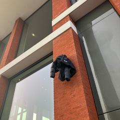 Grap jas, come riportato da Pathé Zwolle utilizzando iLost