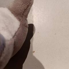 Knuffel, rapporterat av De Efteling med iLost