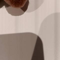 꼭 껴안고 싶은 장난감, iLost를 사용하여 De Efteling에 보고됨