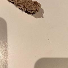 Knuffel, zoals gemeld door De Efteling met iLost