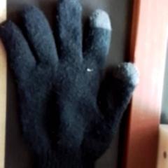 Hanske Zwart, som rapportert av Apenheul ved bruk av iLost